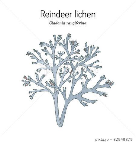 Grey reindeer lichen or deer moss 82949879