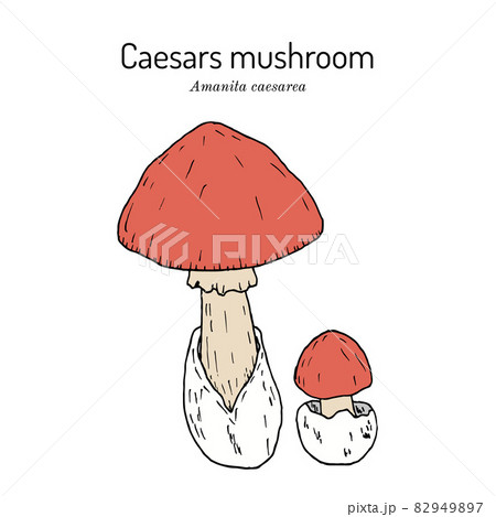 Caesars mushroom Amanita caesarea , edible mushroom 82949897