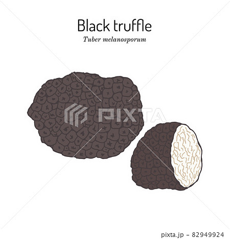 Perigord or French black truffle Tuber melanosporum , edible mushroom 82949924