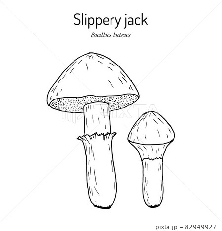 Slippery jack or sticky bun Suillus luteus , edible mushroom Slippery jack or sticky bun Suillus luteus , edible mushroom 82949927