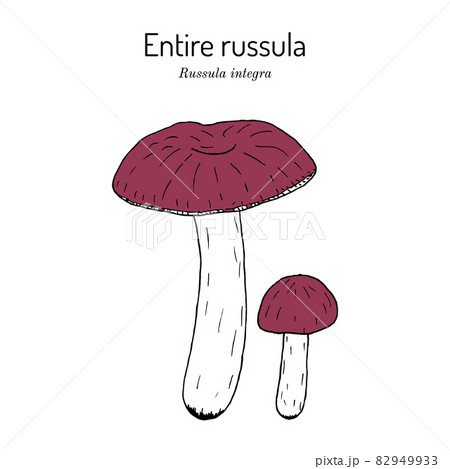 Entire russula russula integra , edible mushroom 82949933