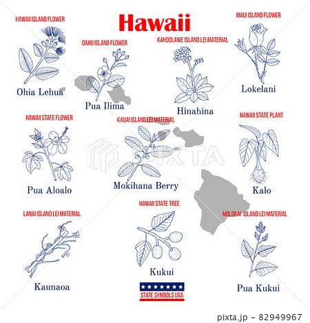 Hawaii. Set of USA official state symbols 82949967
