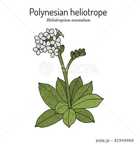 Polynesian or Pacific heliotrope, or hinahina Heliotropium anomalum Polynesian or Pacific heliotrope, or hinahina Heliotropium anomalum 82949968