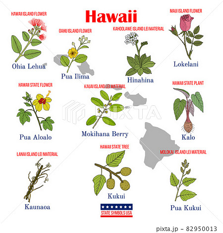Hawaii. Set of USA official state symbols 82950013