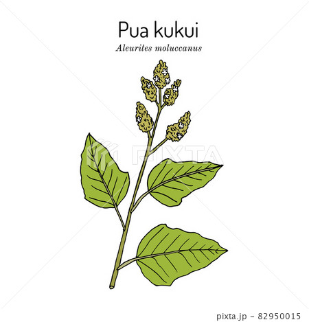 Pua Kukui white blossom of the candlenut tree Aleurites moluccana Pua Kukui white blossom of the candlenut tree Aleurites moluccana 82950015