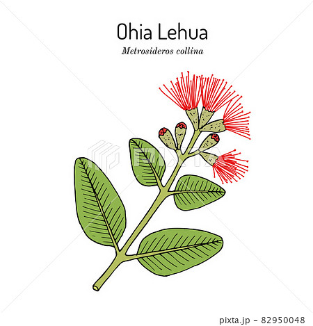 Ohia Lehua metrosideros macropus M. collina , state flower of Hawaii 82950048