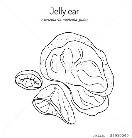 Black fungus or jelly ear Auricularia auricula-judae , medicinal mushroom 82950049