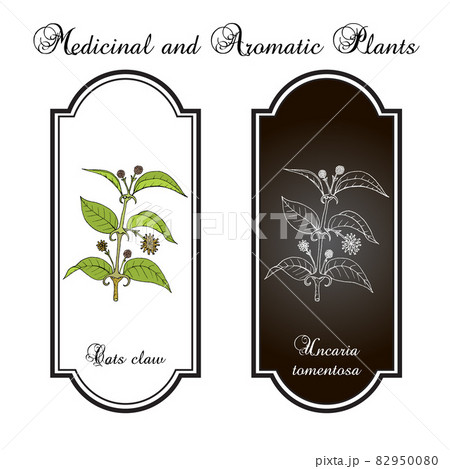 Cat s claw Uncaria tomentosa , or vilcacora, medicinal plant Cat s claw Uncaria tomentosa , or vilcacora, medicinal plant 82950080