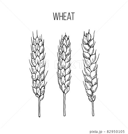 Single Continuous Line Drawing Wheat Grain Stock Vector (Royalty Free)  2313189849 | Shutterstock