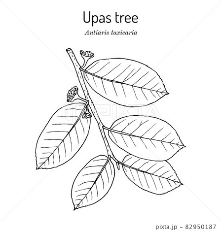 Upas tree Antiaris toxicaria , poisonous plant 82950187