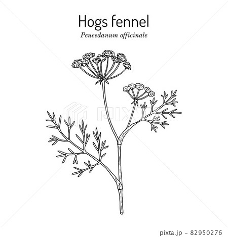 Hogs fennel, or sulphurweed Peucedanum officinale , medicinal plant 82950276