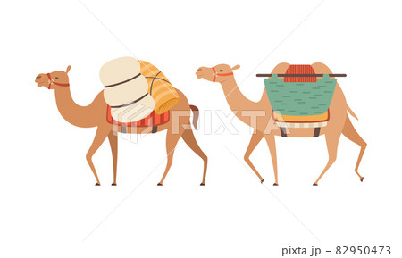 amel Domesticated Desert Caravan Animal with Saddle Vector Set 82950473