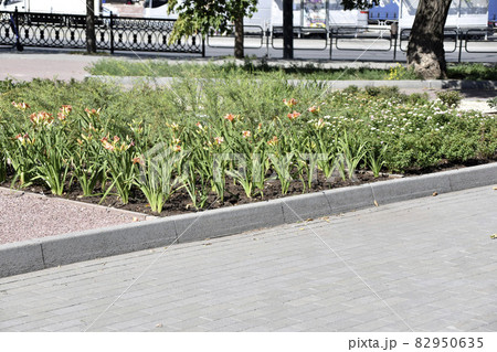 Flower beds in Memorial Park in summer Flower beds in Memorial Park in summer 82950635