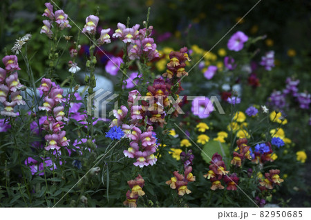 Colorful snapdragon flowers in the evening in the garden Colorful snapdragon flowers in the evening in the garden 82950685