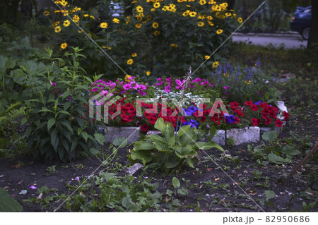 Colorful snapdragon flowers in the evening in the garden 82950686