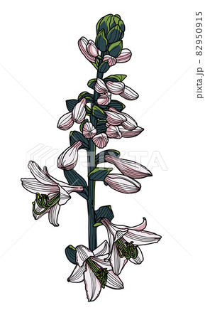Realistic hosta flower hand drawing with leaves and buds, modern digital art. Design element for decorating printed products, invitations, postcards. 82950915