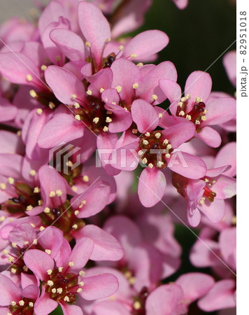 ヒマラヤユキノシタの花 ヒマラヤユキノシタの花 82951018