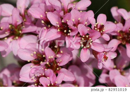 ヒマラヤユキノシタの花 ヒマラヤユキノシタの花 82951019