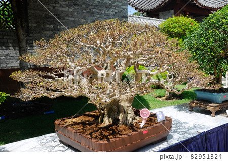 PUTRAJAYA, MALAYSIA -MAY 30, 2016: Bonsai tree display for public during Royal Floria Putrajaya 2016 in Putrajaya, Malaysia. PUTRAJAYA, MALAYSIA -MAY 30, 2016: Bonsai tree display for public during Royal Floria Putrajaya 2016 in Putrajaya, Malaysia. 82951324