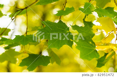Beautiful natural autumn background of yellow and green maple leaves. Changing seasons. Renewal and tranquility concept Beautiful natural autumn background of yellow and green maple leaves. Changing seasons. Renewal and tranquility concept 82951472