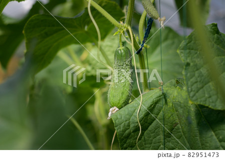 Cucumber close-up on a background of green large leaves. Growing cucumbers in a greenhouse 82951473