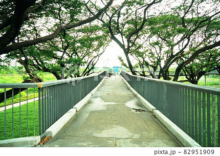 Benjakitti forest park in Bangkok, Thailand 82951909