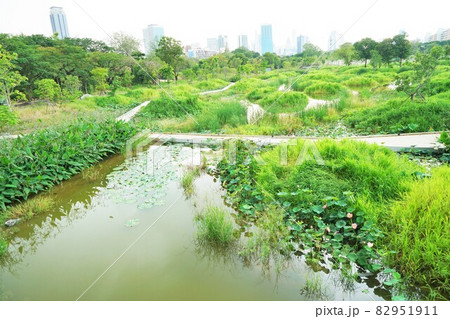 Benjakitti forest park in Bangkok（ベンジャキティ新公園） 82951911