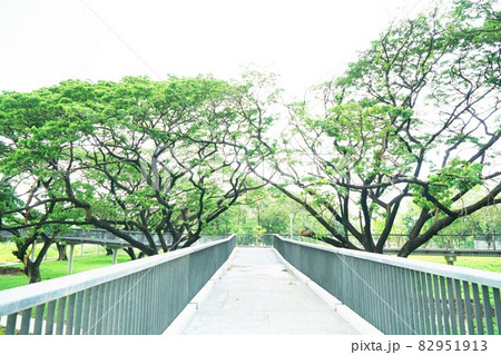 Benjakitti forest park in Bangkok, Thailand 82951913