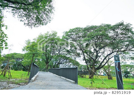 タイ・バンコク都内の公共公園「ベンジャキティ新公園」「ベンジャキティ森林公園」「ベンジャキティ公園」 82951919