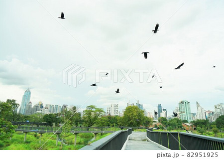 Bangkok Green Bridge at Benjakitti forest park 82951925