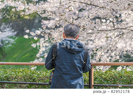 【満開　千鳥ヶ淵の染井吉野を満喫する男性】 82952178