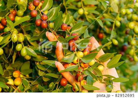 Chinese date, ziziphus jujuba, commonly called jujube, red date. Hanging on a branch, harvest 82952695