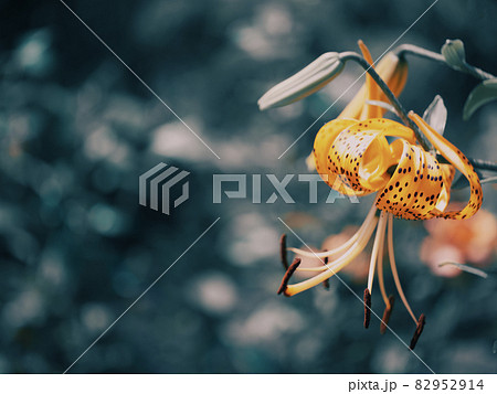 Spotted lily flower on blurry background, close-up, place for text. Spotted lily flower on blurry background, close-up, place for text. 82952914