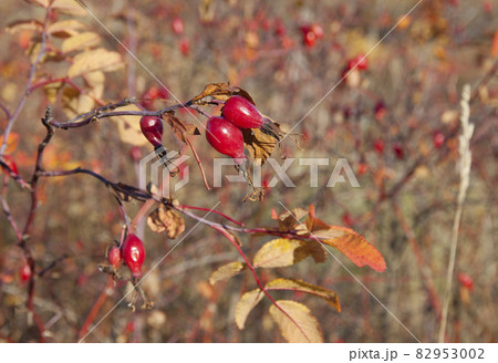 Rosehip bush with ripe berries in nature Rosehip bush with ripe berries in nature 82953002