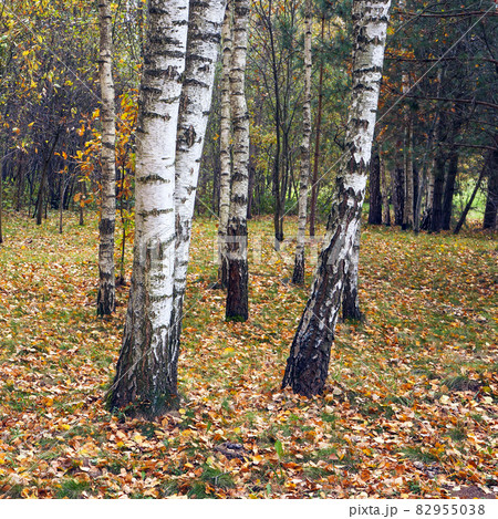 Birch trees in autumn. View of birch grove in the fall. 82955038