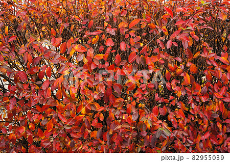 Red foliage in autumn. Natural background. Red foliage in autumn. Natural background. 82955039