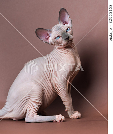 Cute Canadian Sphynx Cat four months old of blue mink and white color with blue eyes. Rare breed of domestic pet sitting on brown background. Cute Canadian Sphynx Cat four months old of blue mink and white color with blue eyes. Rare breed of domestic pet sitting on brown background. 82955158