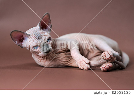 Lovely blue mink and white color Sphinx Cat 4 months old with blue eyes. Rare breed of domestic pet stands on brown background. Lovely blue mink and white color Sphinx Cat 4 months old with blue eyes. Rare breed of domestic pet stands on brown background. 82955159