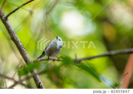 可愛いシマエナガ 上を向く ヤマブドウの蔓 可愛いシマエナガ 上を向く ヤマブドウの蔓 82955647