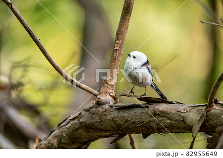 可愛いシマエナガ　横を向く　ヤマブドウの蔓 82955649