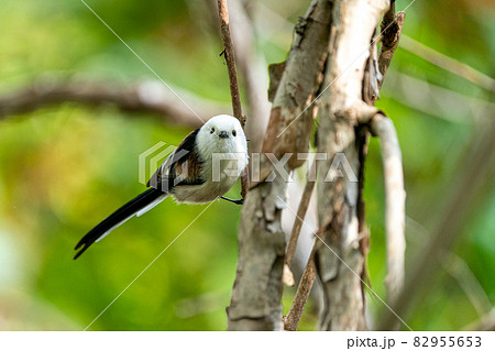 可愛いシマエナガ　正面を向く　ヤマブドウの蔓 82955653