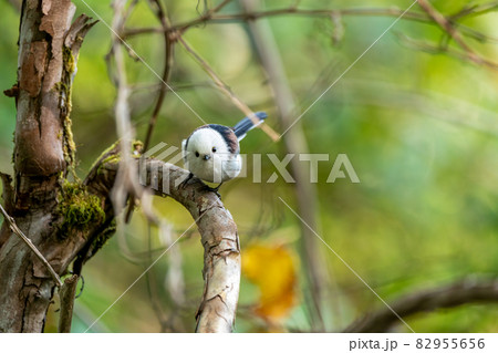 可愛いシマエナガ　正面を向く　ヤマブドウの蔓 82955656