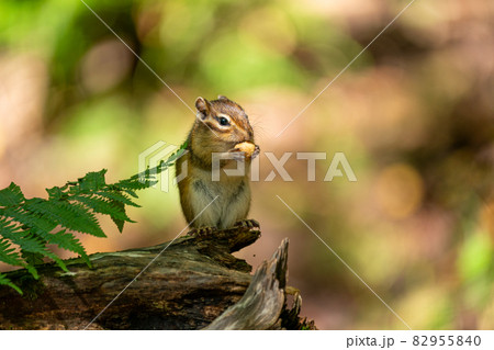 エゾシマリス　立つ　ドングリを食べる　冬支度 82955840