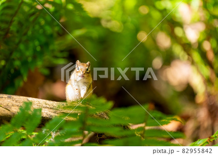 エゾシマリス　笑顔　正面を向く　 82955842