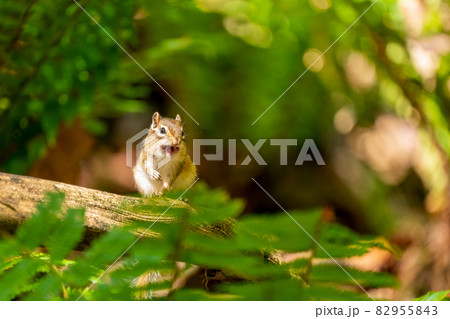 エゾシマリス　笑顔　正面を向く 82955843