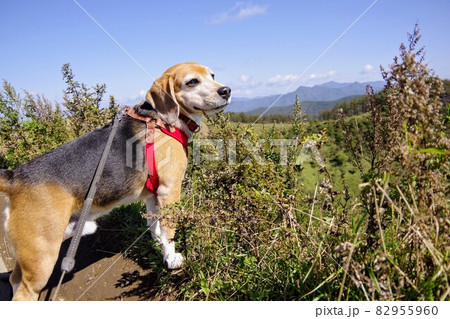 お散歩ビーグル犬 お散歩ビーグル犬 82955960