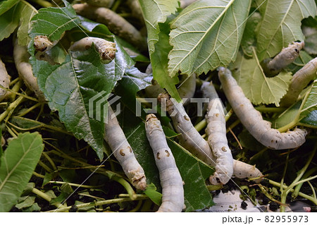 カイコ 桑の葉 養蚕場 カイコ 桑の葉 養蚕場 82955973