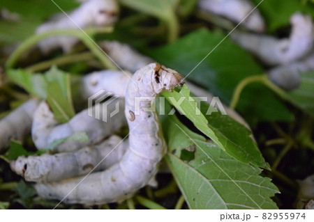 カイコ 桑の葉 養蚕場 82955974