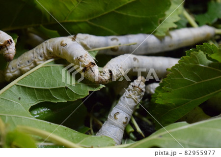 カイコ 桑の葉 養蚕場 82955977
