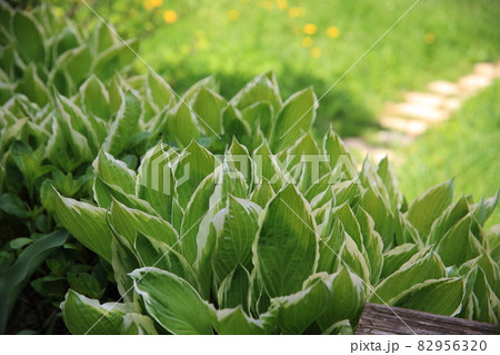 The host of the flower grows on the ground. Flowering plants HostVariegated host. . High quality photo The host of the flower grows on the ground. Flowering plants HostVariegated host. . High quality photo 82956320